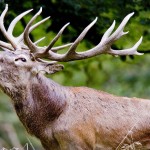 Wisconsin Declares Buck-Only Deer Hunting Season