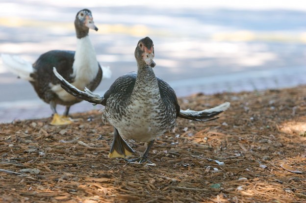 waterfowl