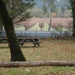 Camping in Bothe Napa Valley State Park and Its Benefits