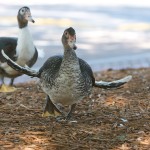 Oregon Clears up Situation with Lead Ammunition 