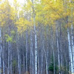 Possibilities to Hunt in Minnesota SANs Increase 